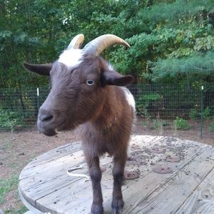 Meet your Posher, Amber